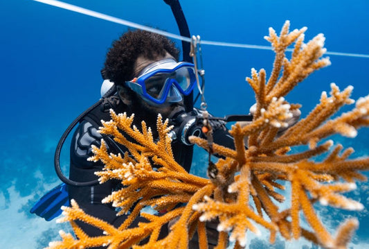 Green Turtle Cay Expedition 2026: Coral Restoration & Dive Adventure (Price Includes Tax)