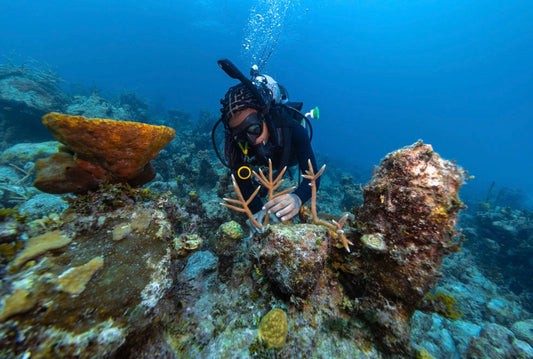 Andros Adventure: Reef Rescue Expedition - November 2026
