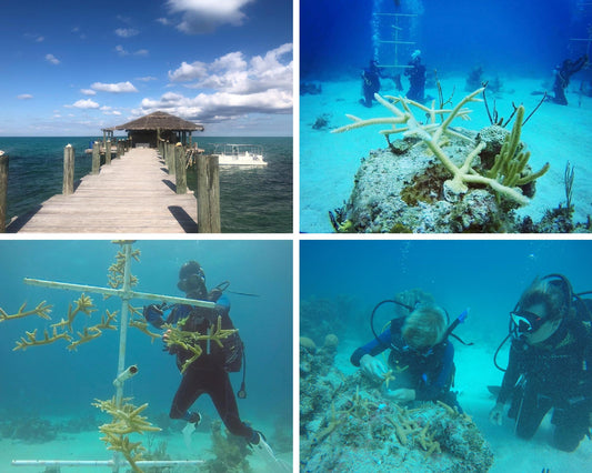 Small Hope Bay Expedition - May 2026 - Advanced Coral Restoration